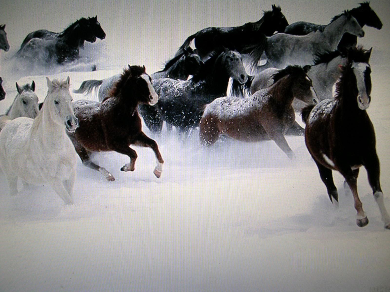 Unknown Horses